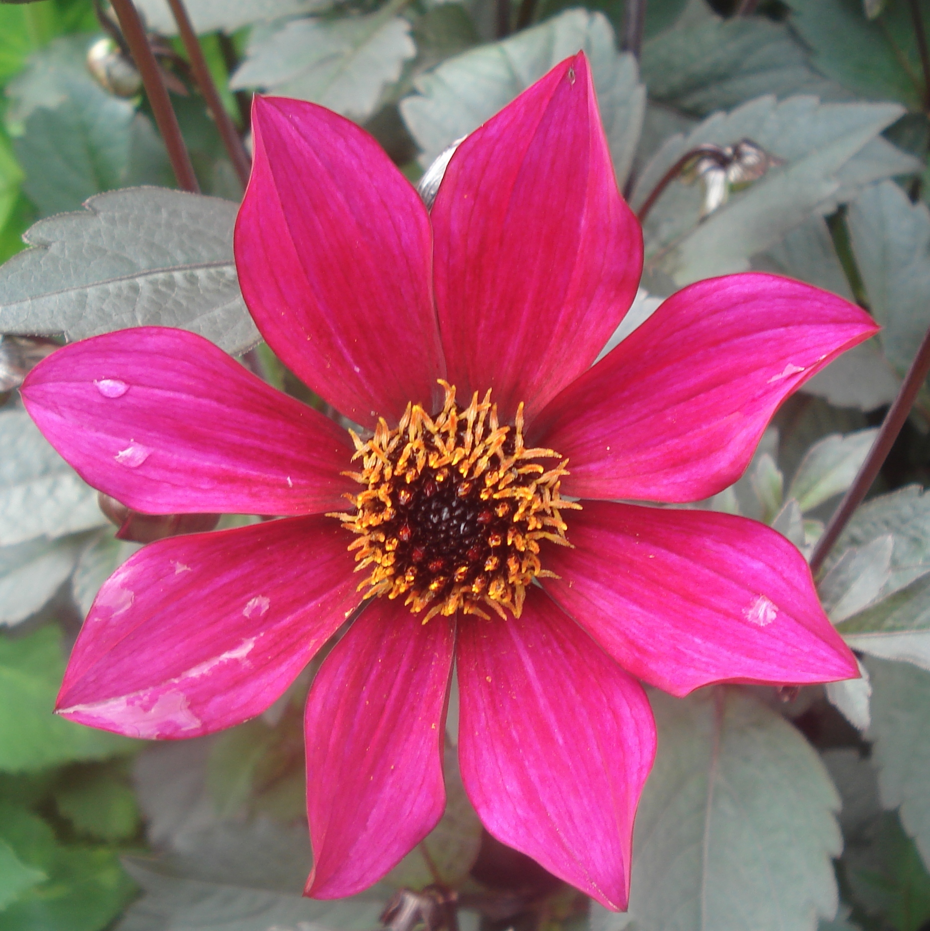 hadrians summer wine.jpg (6726 bytes)